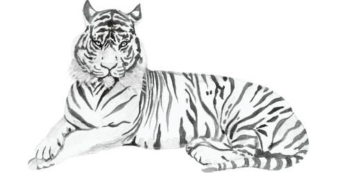 white-tiger